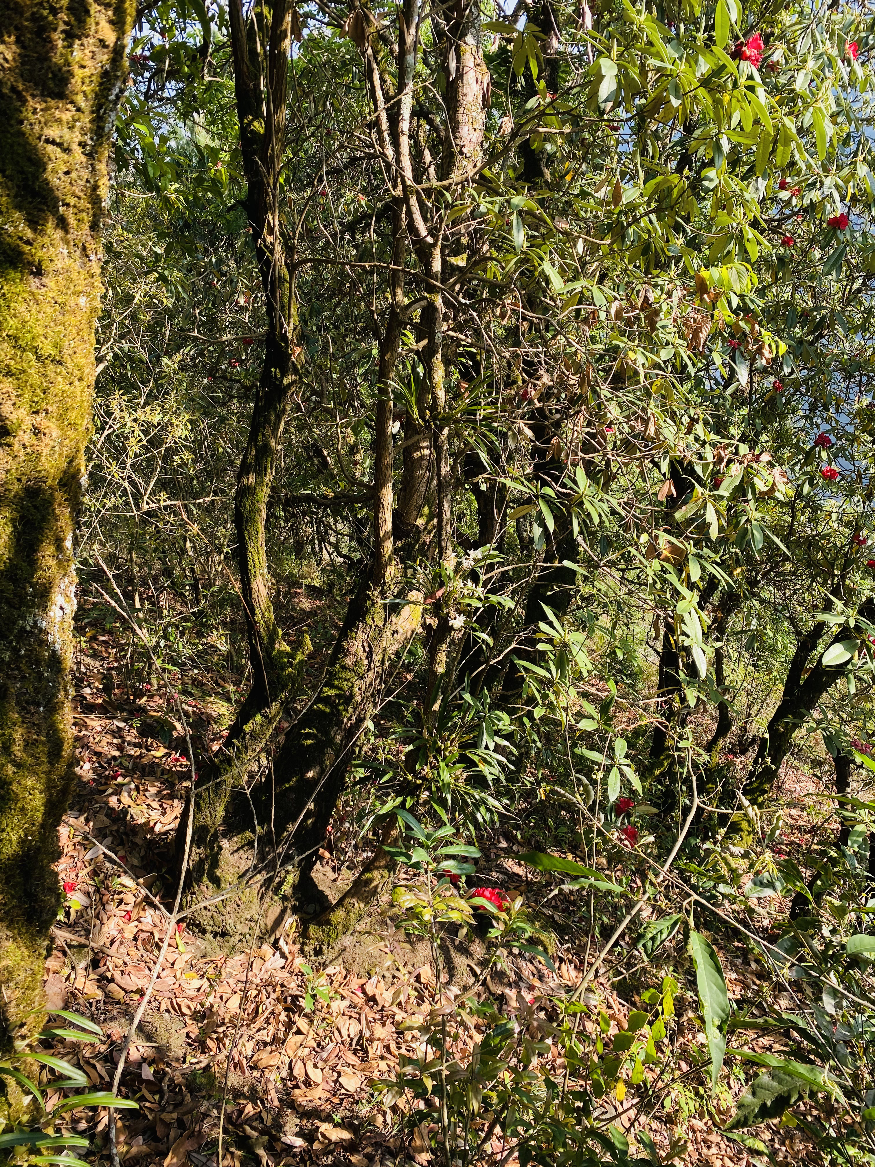 Helambu Circuit Trek